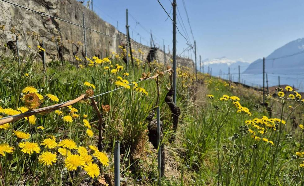 La vigne s'éveille, le printemps est là.