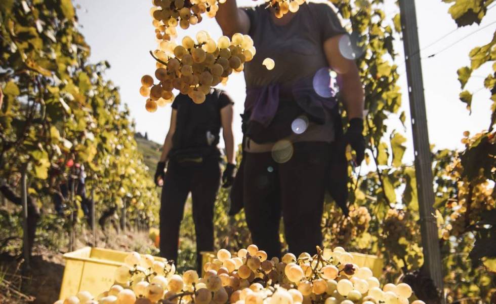 Superbes vendanges 2026